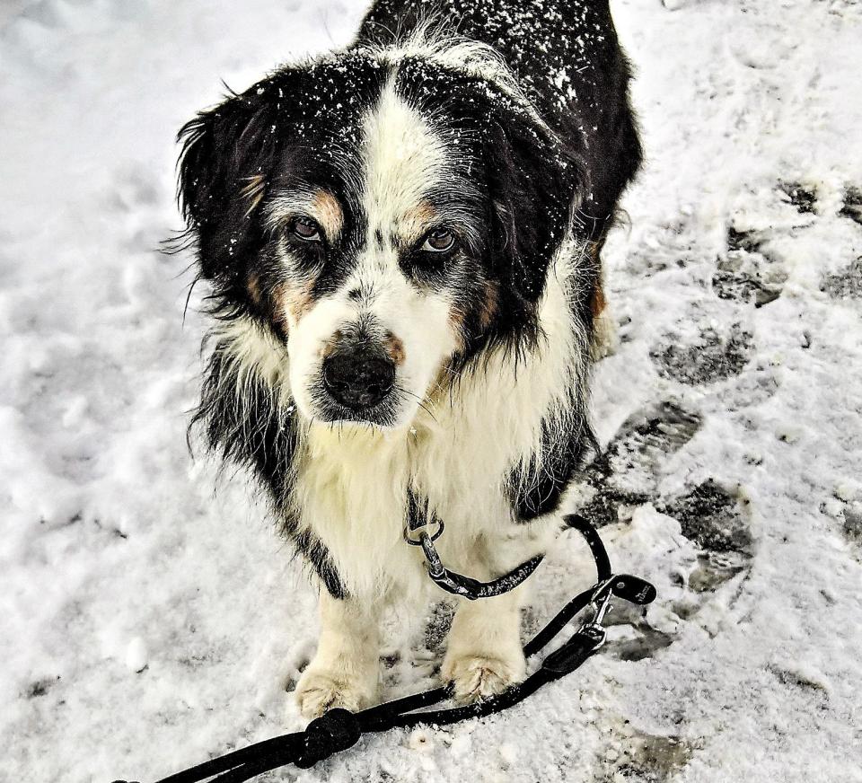 Black and white dog outside in winter