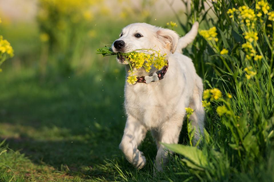 Dog with flowers