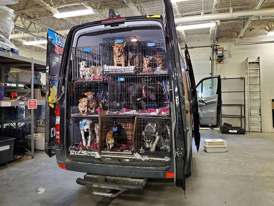 California Chihuahua transport