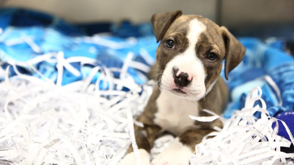 Cute brown and white puppy at Animal Humane Society