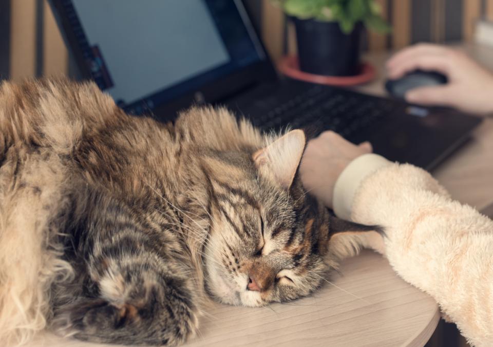 Long-haired cat sleeping by laptop