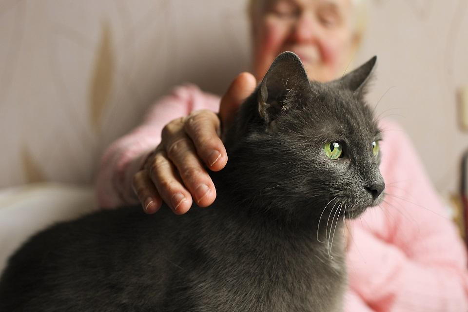 Older woman petting grey cat