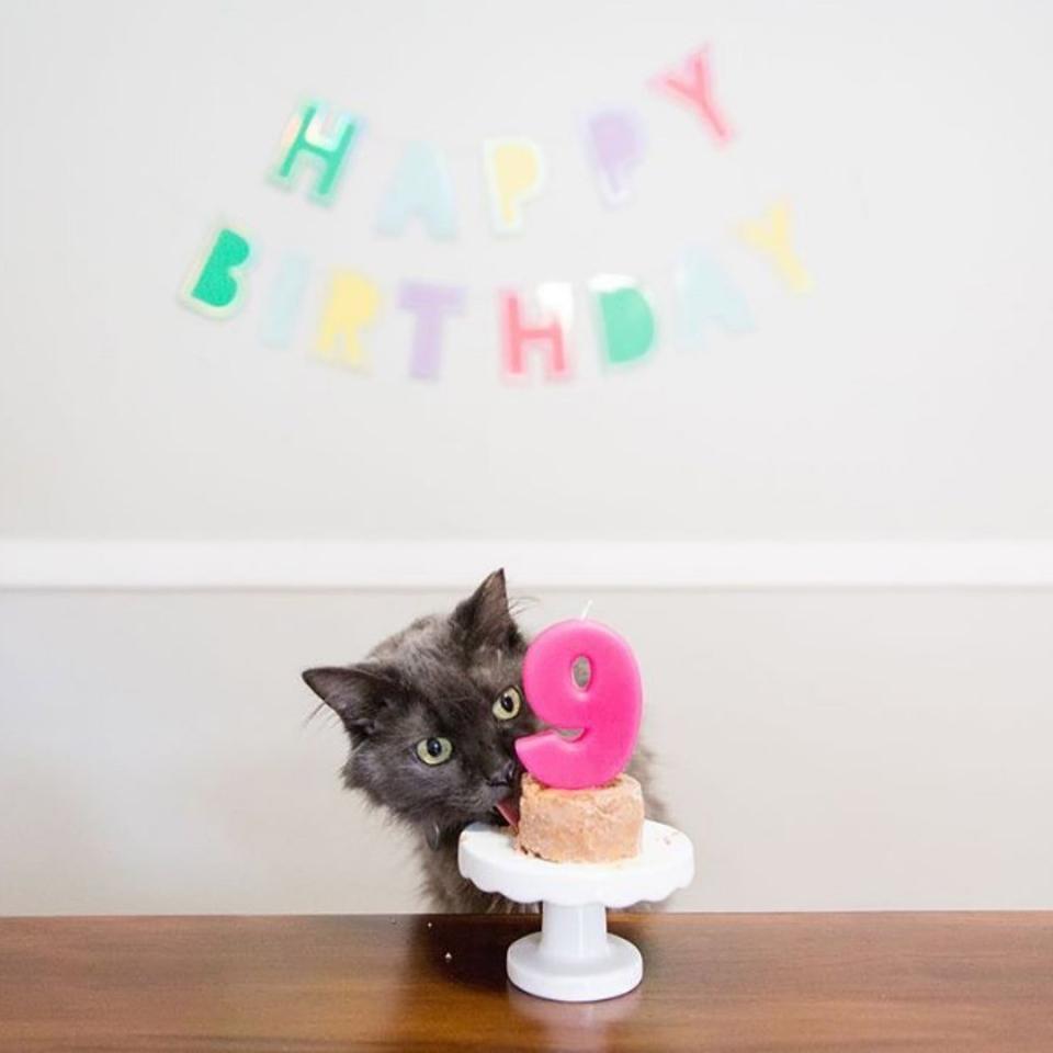 A cat celebrating its 9th birthday