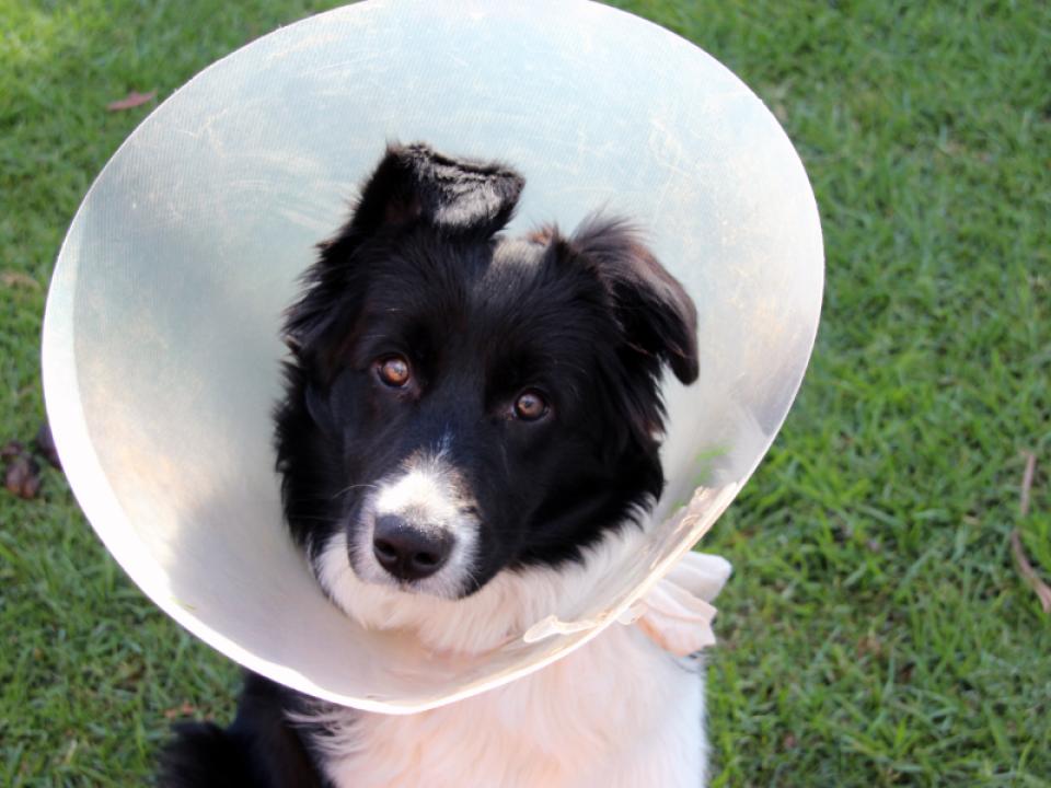 A dog wears an E-collar cone outside in the grass