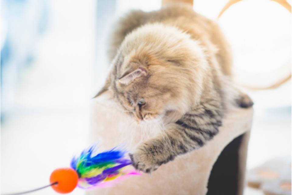 A cat plays with a feather wand