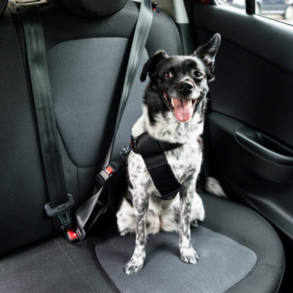 Dog buckled into the seatbelt system of a car