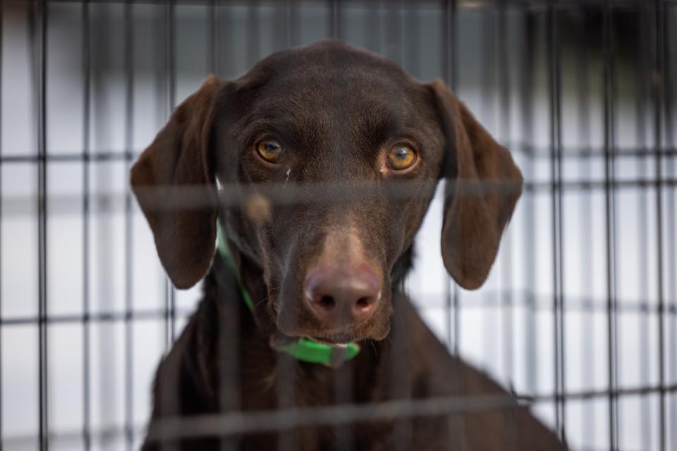 A lab mix looks at the camera through the bars of a crate