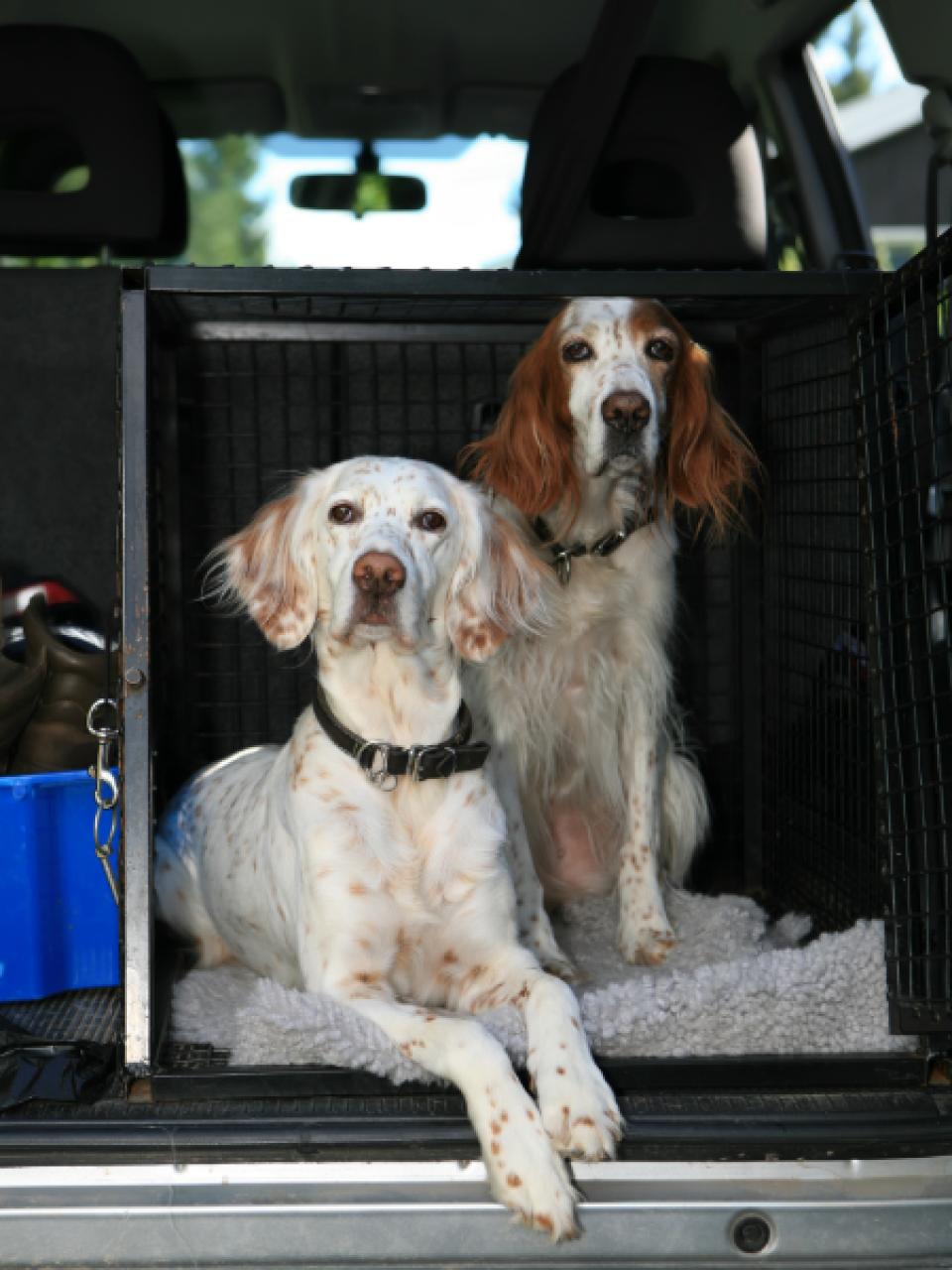 Two dogs in a car crate