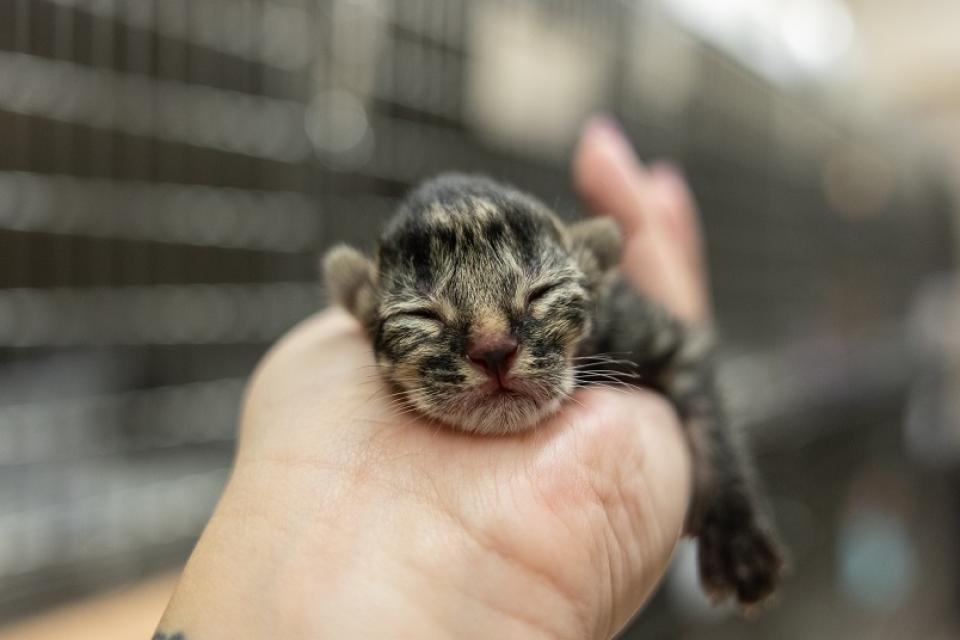 Shortbread, a newborn kitten, held in the palm of a hand