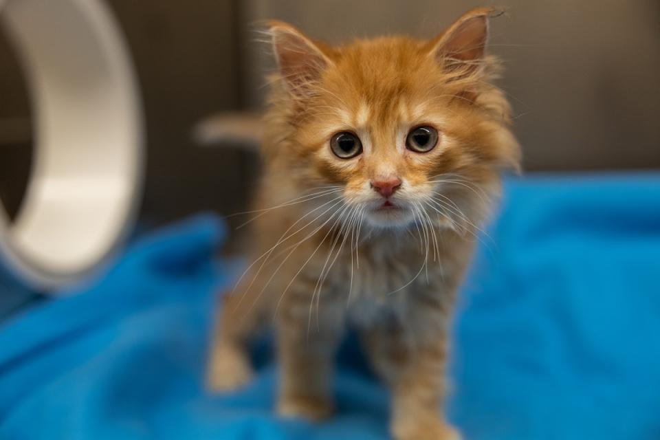 Kion, an orange kitten on a blue blanket at AHS
