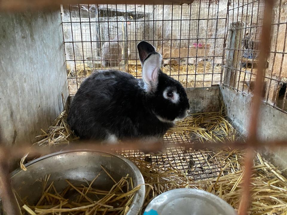 A black rabbit in a cage