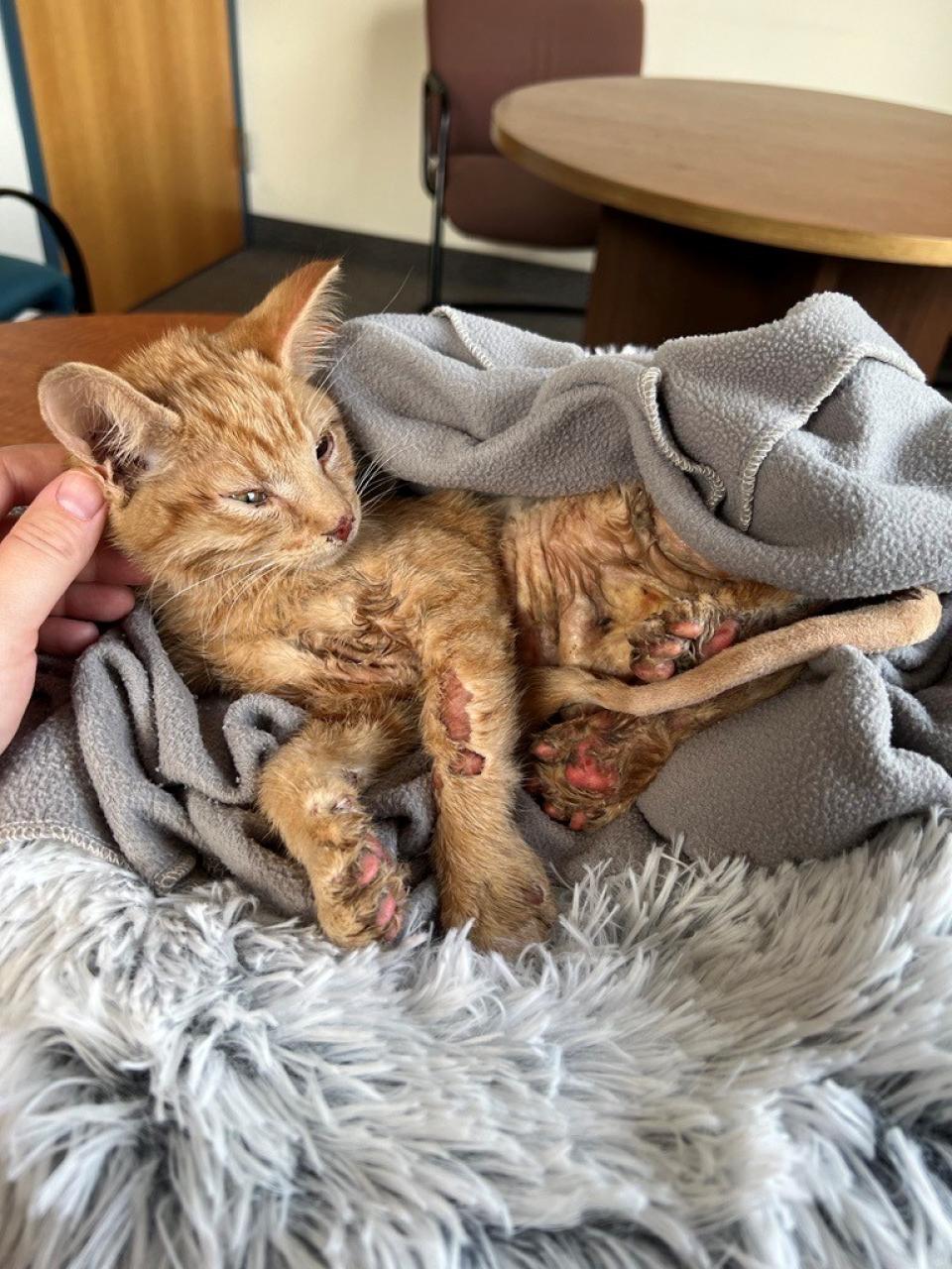 Orange kitten with injuries