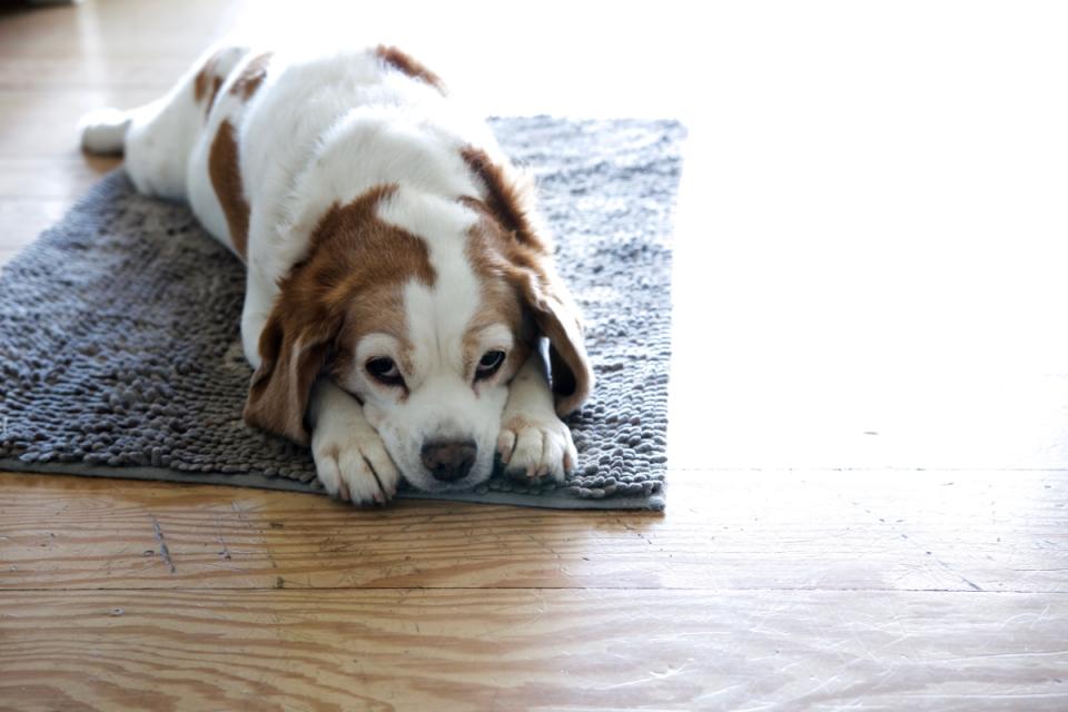 A dog lays on a rug