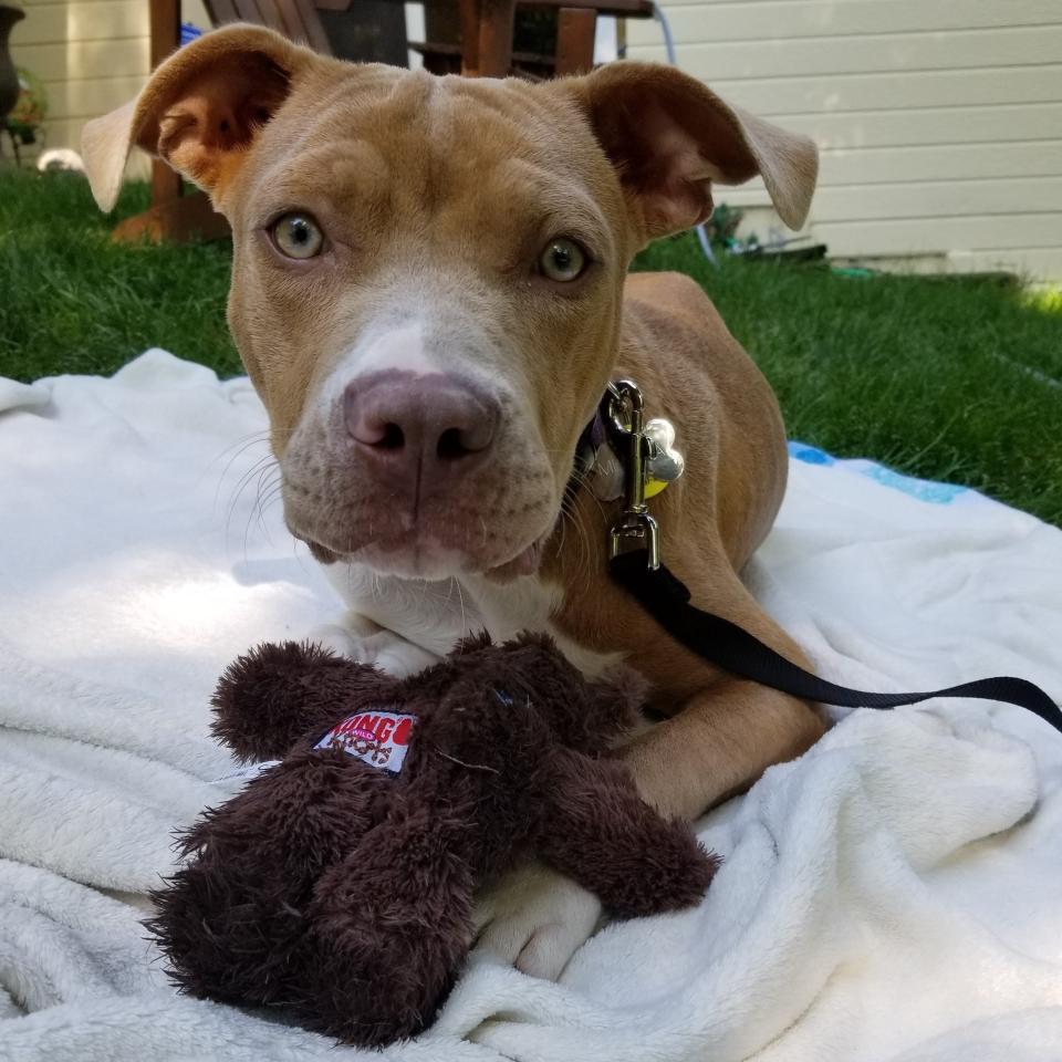 Meesha, a pitbull with a toy