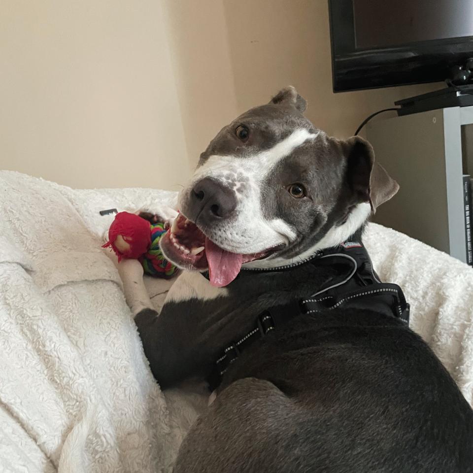 Millie, a grey and white pit bull, sits on couch with tongue out