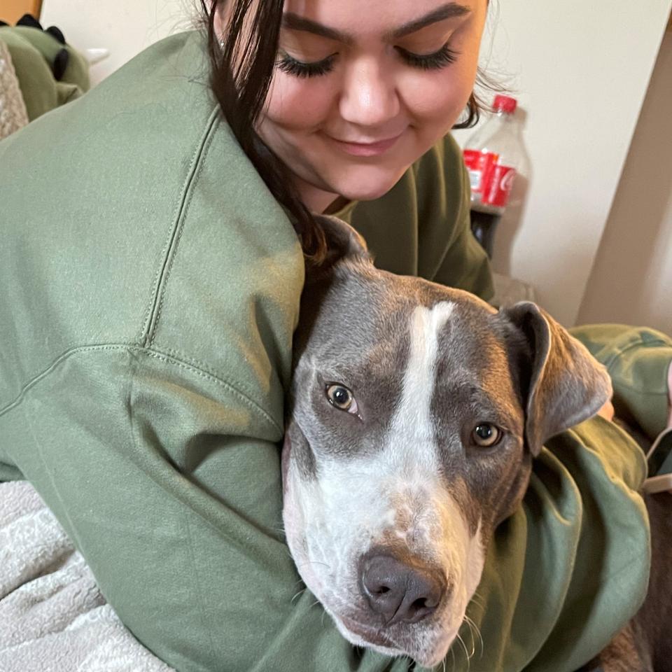 Millie, a grey and white pit bull, snuggles pet parent