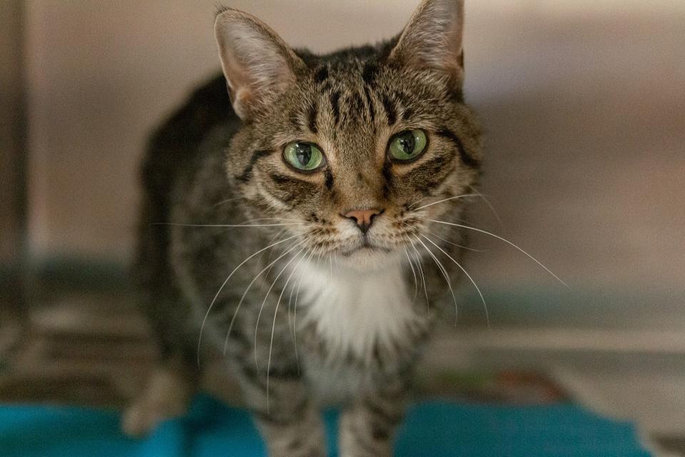 Senior cat waiting to be adopted