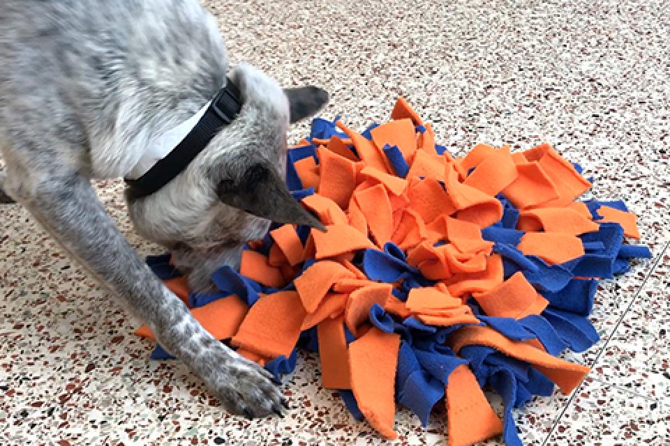 Grey dog playing with an orange and blue snuffle matt