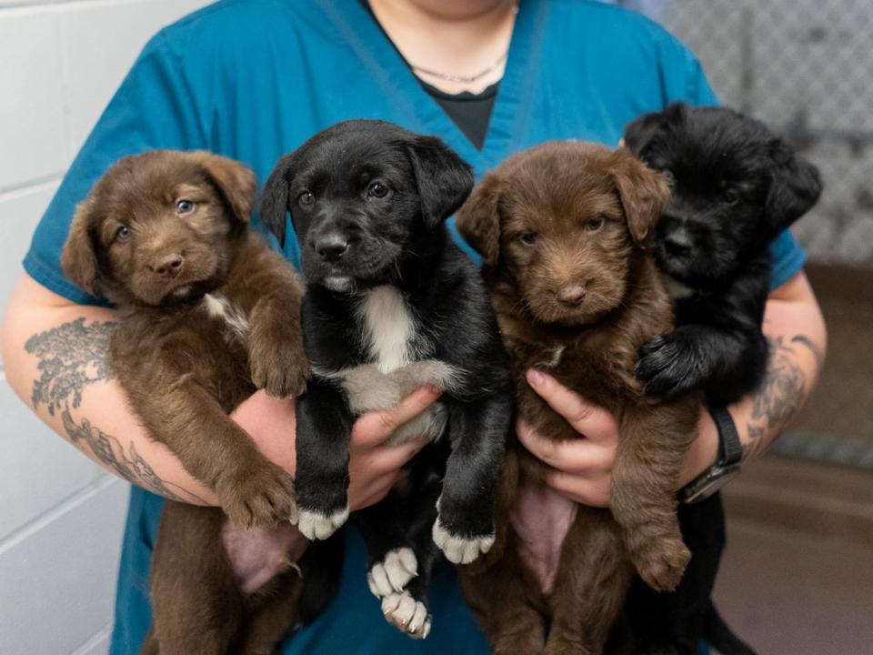 Four black and brown lab puppies held by AHS staff.