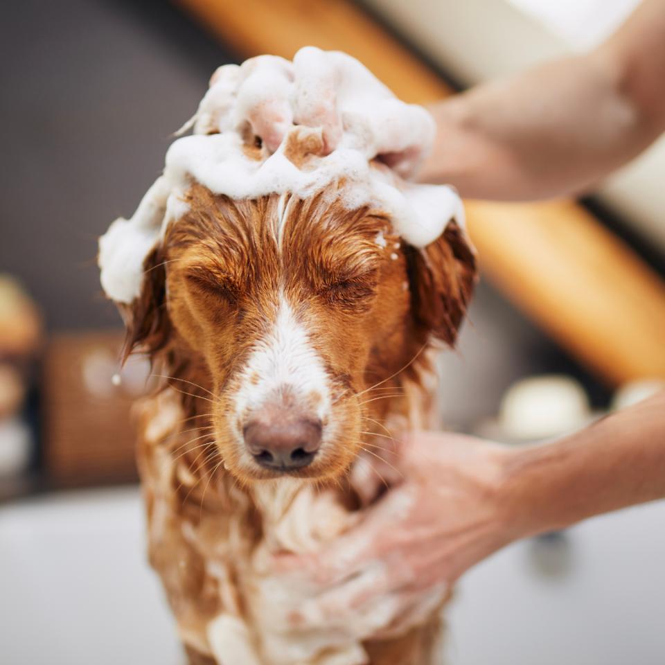 dog taking a bath