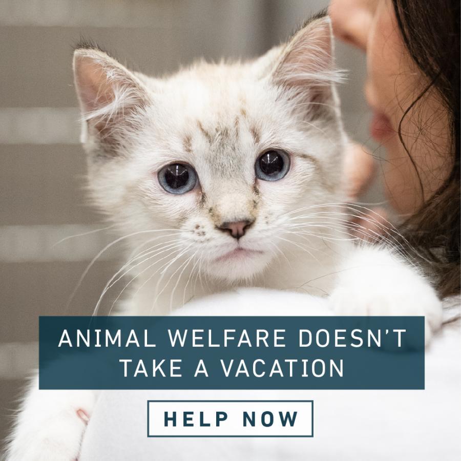 Animal welfare doesn't take a vacation