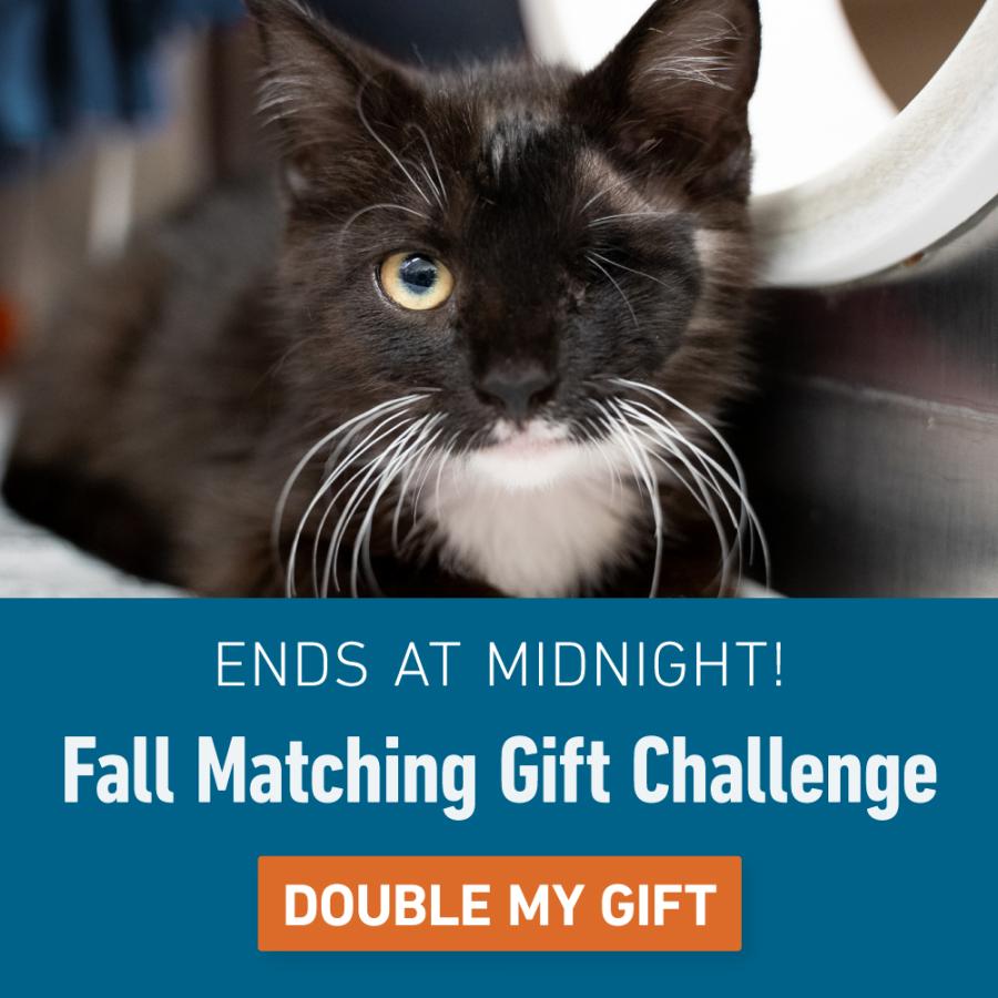 Fall Matching Gift Challenge - Ends at Midnight!