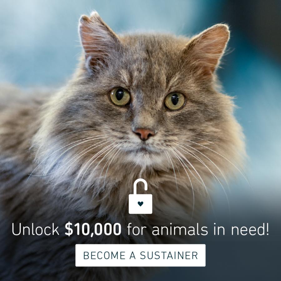 Unlock $10,000 for animals in need! Become a sustainer 